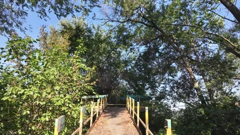 Abandoned viewing bridge with railings in a dense green forest Vídeos de archivo 343554104