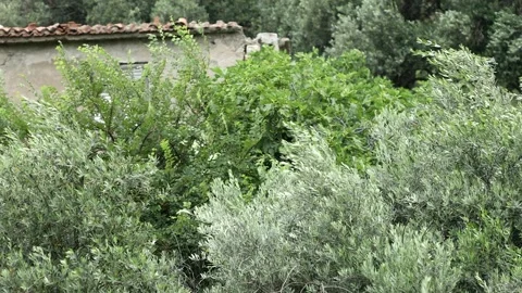 Abandoned villa with ruined house and olive trees in windy weather. Stock Footage 244003953