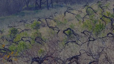 The Abandoned Vineyard in Winter Stock Footage 83691248