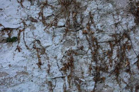 Abandoned wall with dead roots close up vintage village background high quali Stock Photos