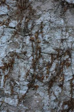 Abandoned wall with dead roots close up vintage village background high quali Stock Photos