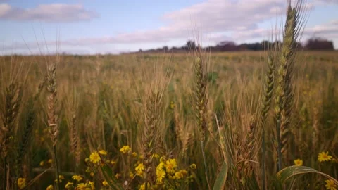 Abandoned Wheat Field Stock Footage 150043568