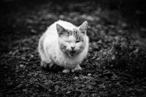 Abandoned white cat Stock Photos