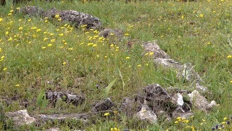 Abandoned world war II monument at the railway Stock Footage 118971428