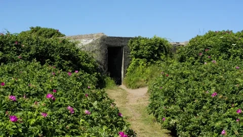 Abandoned world war two bunker overgrown with roses Stock Footage 338328944