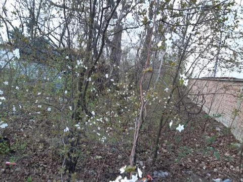 Abandoned yard Stock Photos