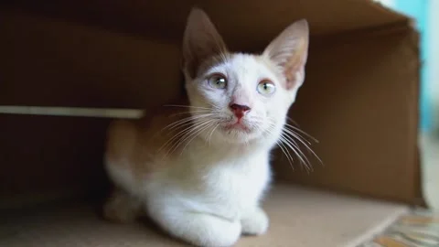 Abandoned yellow cat inside a box. Stock Footage 137676570