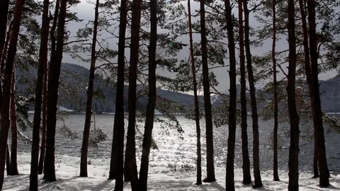 Abant Lake and Forest in Winter Stock Footage 196869178