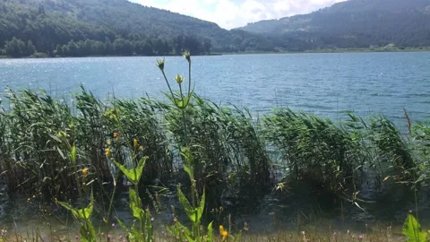 Abant lake flowers Stock Footage 165901465