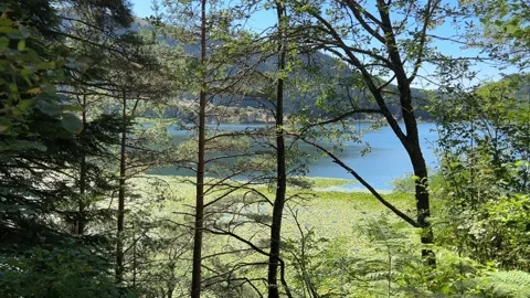 Abant Lake Framed by Forest Trees and Lush Vegetation Stock Footage 345519583