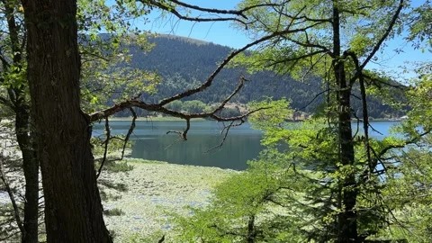 Abant Lake Framed by Large Forest Tree and Branches Stock Footage 345519544
