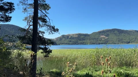 Abant Lake Framed by Pine Tree and Wetland Vegetation Stock Footage 345519575