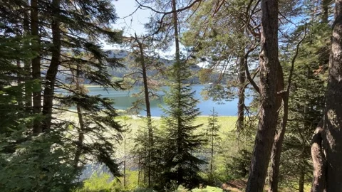 Abant Lake Seen Through Dense Mountain Forest Stock Footage 345519717