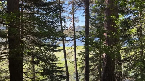 Abant Lake Seen Through Forest Trees Stock Footage 345519730
