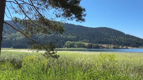 Abant Lake View Framed by Pine Trees and Wetland Reeds Stock Footage 345519821