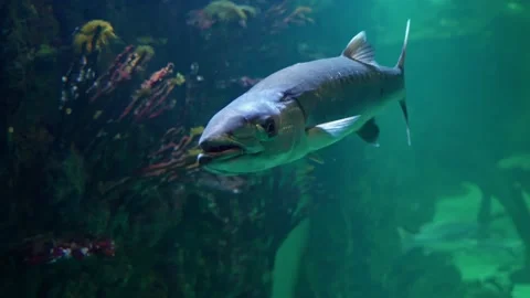 Abarracuda, orcudafor short, is a large, predatory,ray-finned fishknown for i Stock Footage 169510064