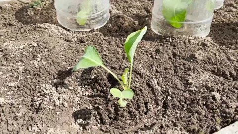 ?abbage seedlings are planted in the garden Stock Footage 295997005