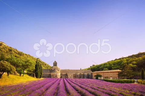 Abbey of Senanque and blooming rows lavender flowers on sunset. Gordes, Luber Stock Photos
