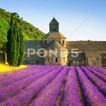 Abbey of Senanque and blooming rows lavender flowers on sunset. Gordes, Luber Stock Photos