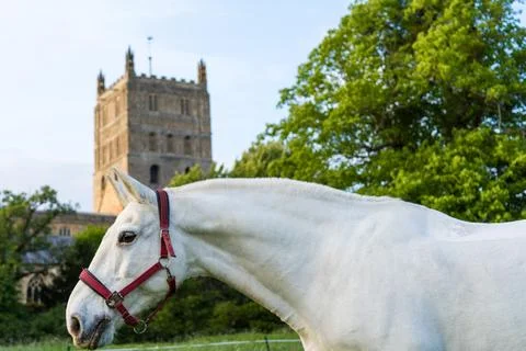 Abbey tower in the background, with a white horse in the foreground Stock Photos