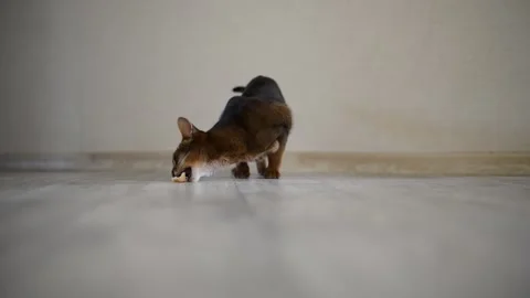 Abbisinsky cat eats a piece of chicken meat on the floor near the wall. Stock Footage 152340078