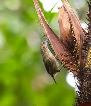 Abbott's babbler Stock Photos