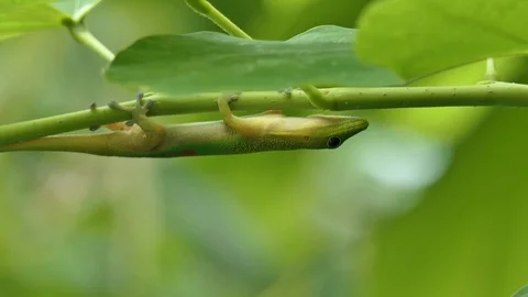 Abbott's Taggecko Madagascar 2 Stockbeeldmateriaal 103163353