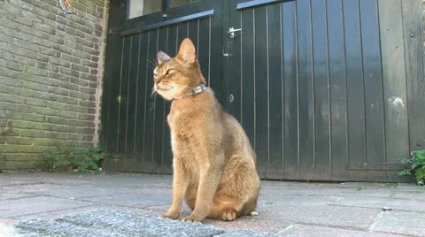 Abbyssinian cat sitting in front of a garage in a garden 스톡 동영상 11520501