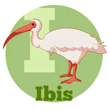 ABC Cartoon Ibis Stock Illustration