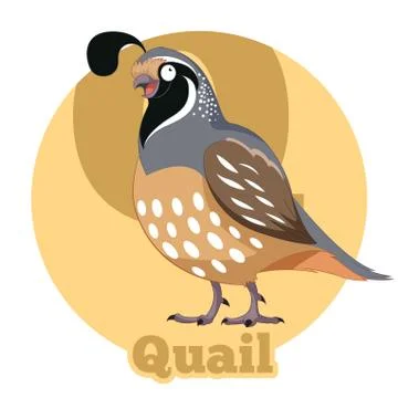ABC Cartoon Quail Stock Illustration