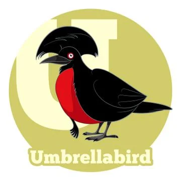 ABC Cartoon Umbrellabird Stock Illustration