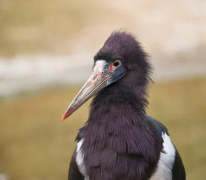 Abdim stork Stock Photos