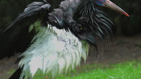Abdim's stork. Ciconia abdimii, white-bellied stork. Turkish Governor Stock Footage 262768670