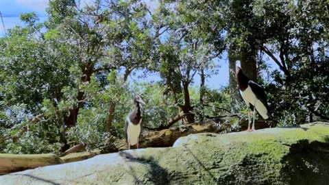 Abdim's Stork couple, mid-shot, Bioparc Valencia, Spain Stock Footage 306013886