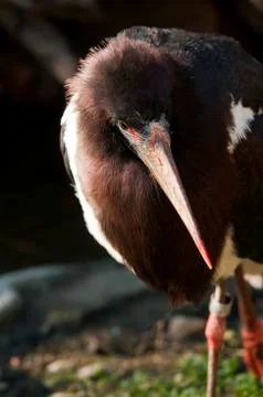 Abdim's stork Stock Photos