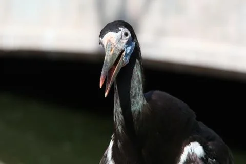 Abdims stork Stock Photos