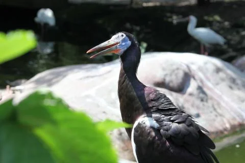 Abdims stork Stock Photos