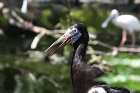Abdims stork Stock Photos