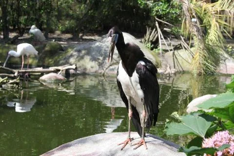 Abdims stork Stock Photos