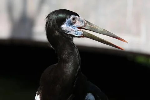 Abdims stork Stock Photos