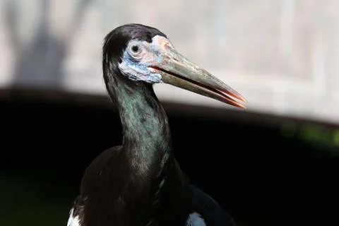 Abdims stork Stock Photos