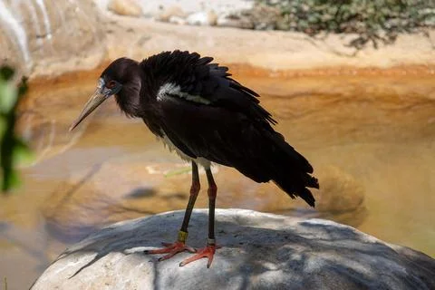 ABDIM'S STORK Stock Photos