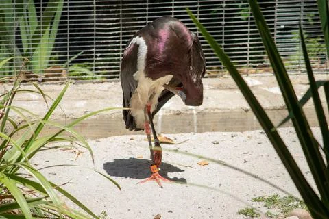 ABDIM'S STORK RESTING Stock Photos
