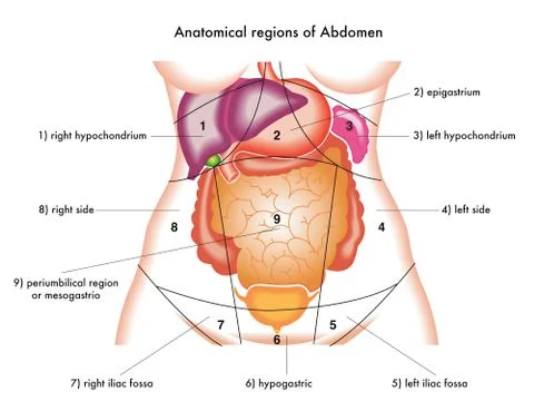 Abdomen Stock Illustration