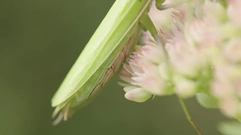 The abdomen of a praying mantis rises and falls as it breathes Stock Footage 344462887