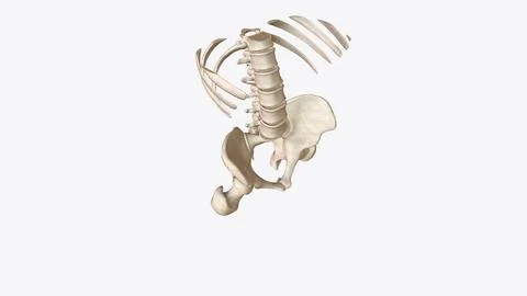 Abdomen Transverse, Skeletal system Stock Illustration
