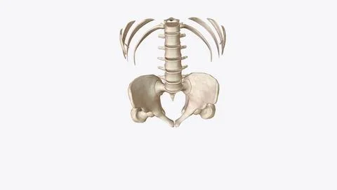 Abdomen Transverse, Skeletal system Stock Illustration