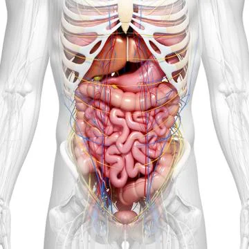 Abdominal anatomy; artwork Stock Illustration