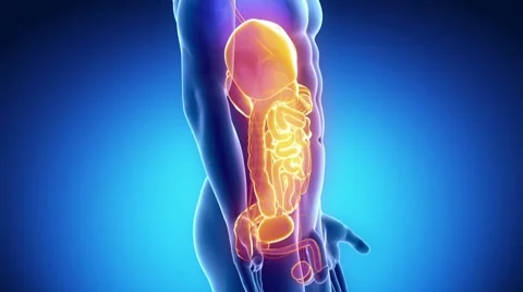Abdominal and reproductive organs anteriror view in blue orange x-ray view Stock Footage