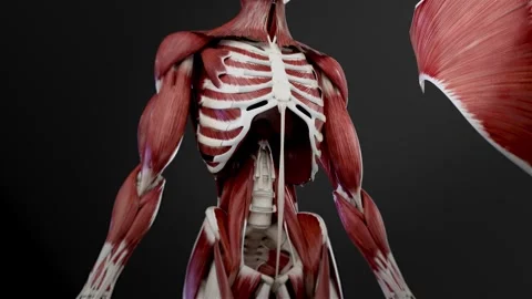 Abdominal muscles  4K Video stock 285108836